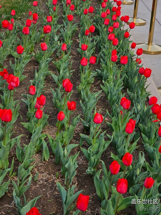【拈花拾趣】國(guó)植郁金香