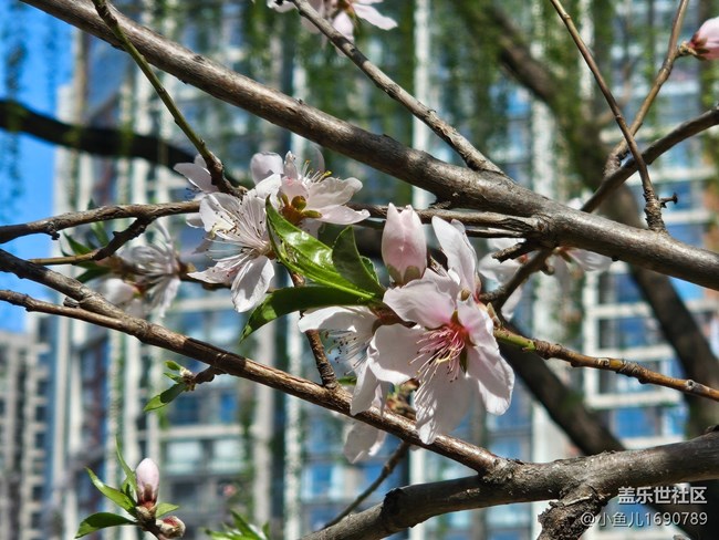 【拈花拾趣】細節(jié)