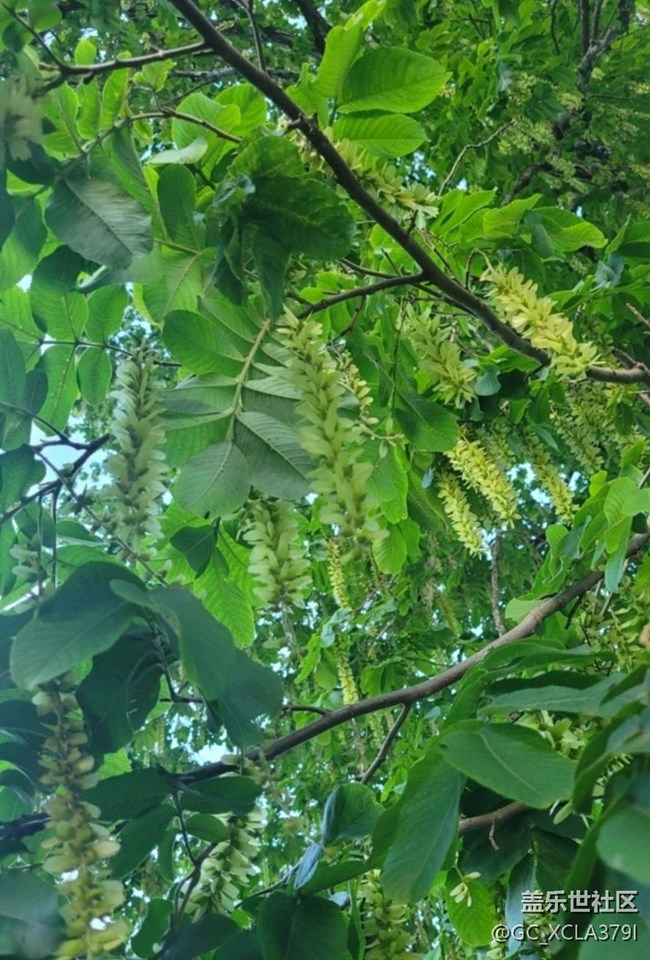 【春日盛景】綠樹成蔭
