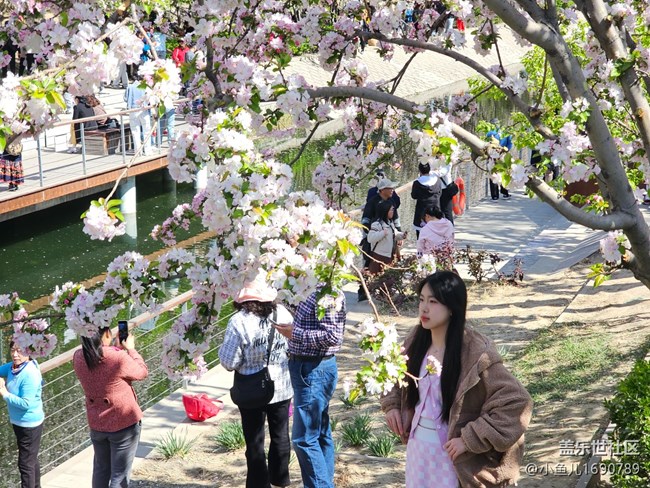 【拈花拾趣】游人如幟
