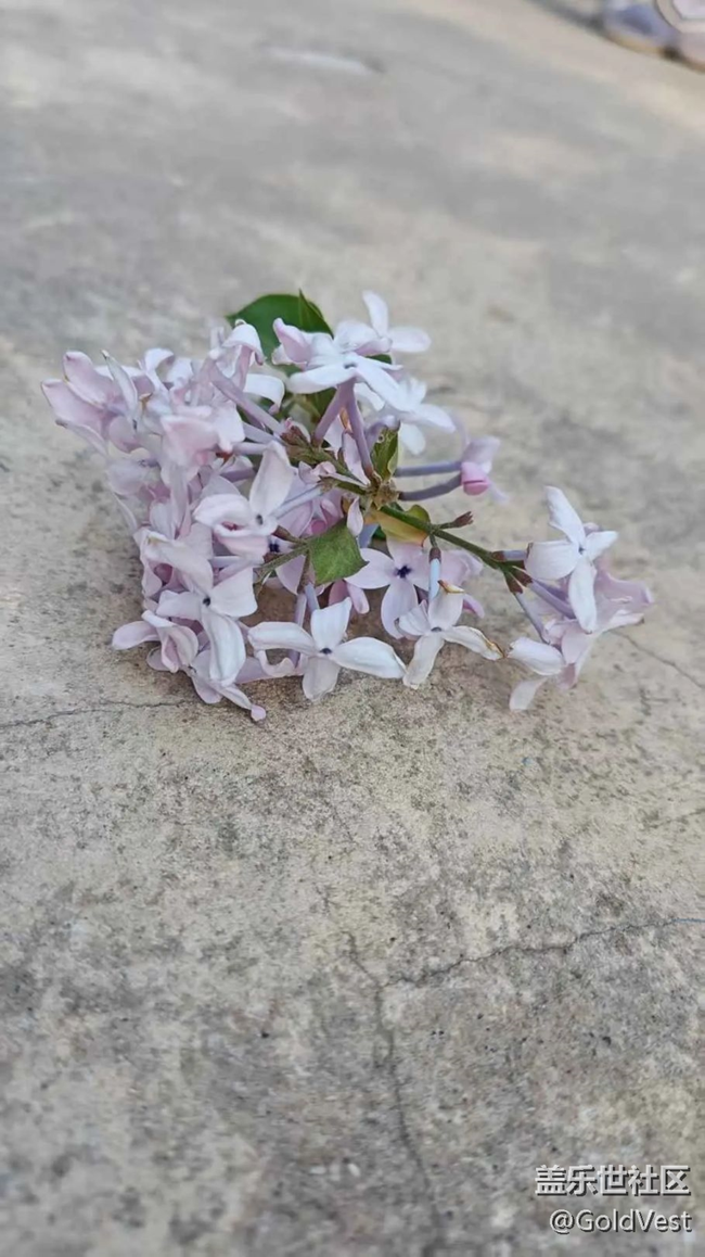 【春天的故事】爛漫春花