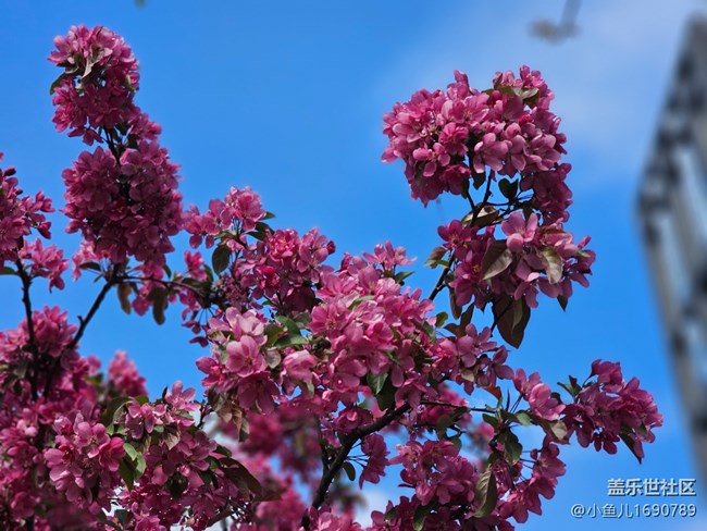 【拈花拾趣】顏色
