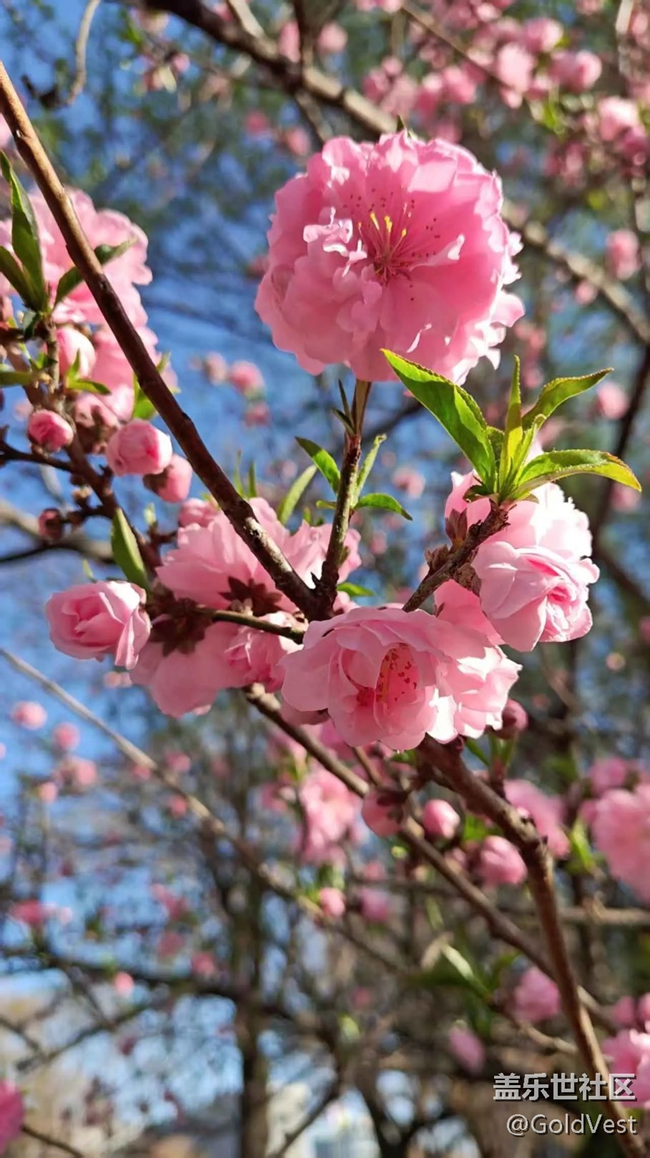 【春天的故事】爛漫春花