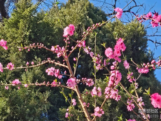 【拈花拾趣】街邊桃花