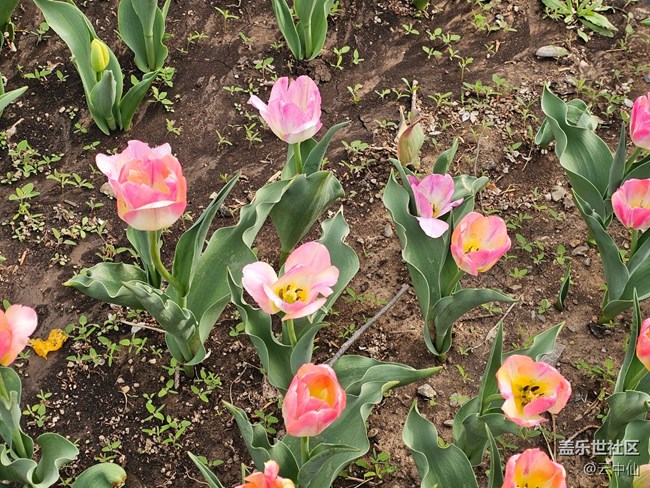 【拈花拾趣】零散