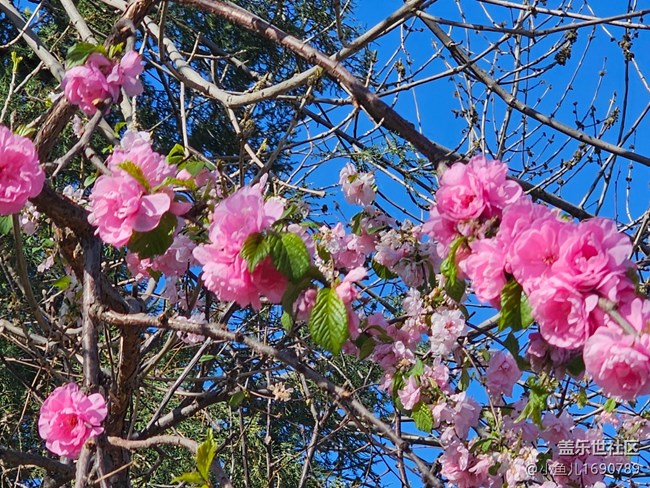 【拈花拾趣】粉紅