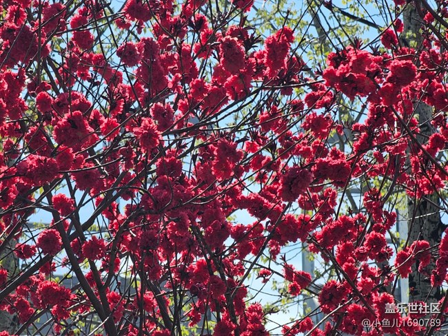 【拈花拾趣】記錄