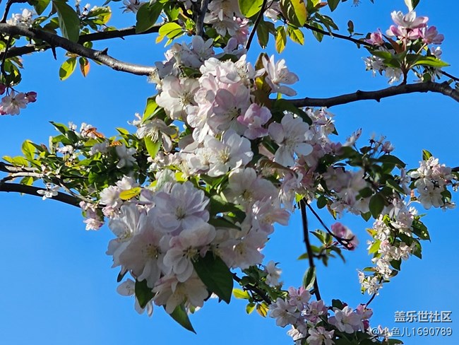 【拈花拾趣】白雪滿(mǎn)枝