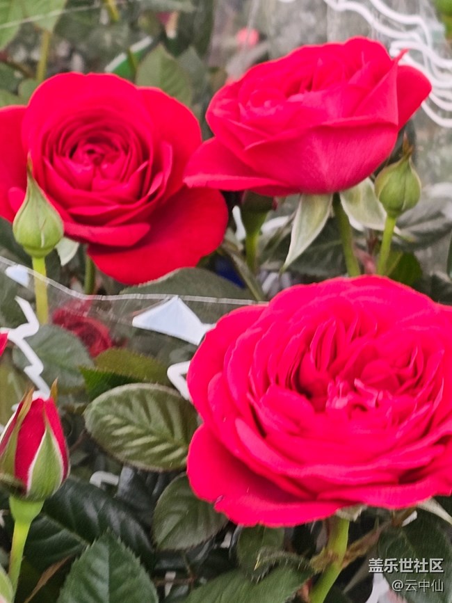 【拈花拾趣】艷紅