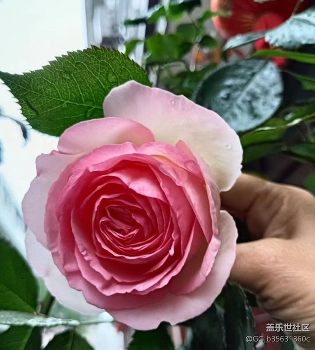 【春色撩人】四月花花