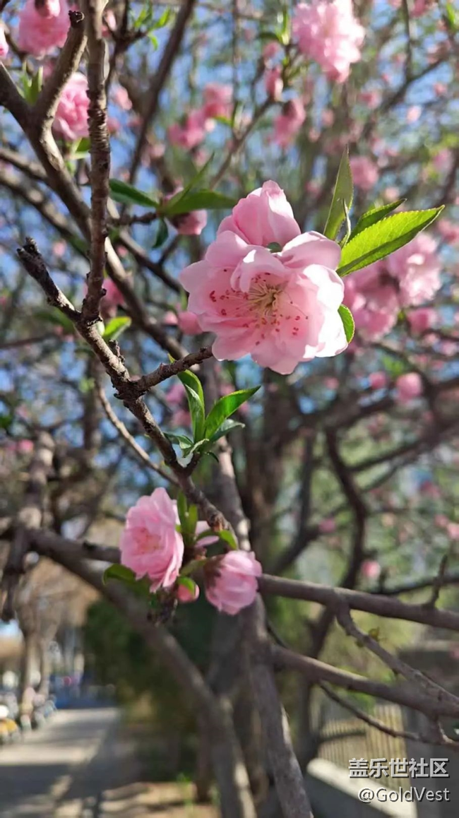 【春天的故事】爛漫春花