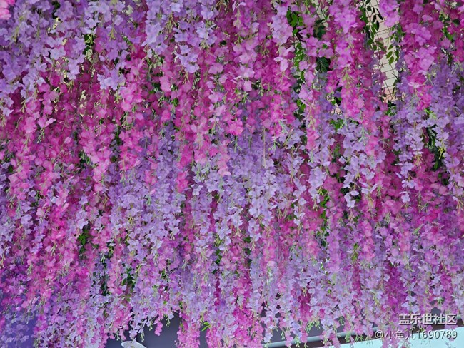 【拈花拾趣】室中之花