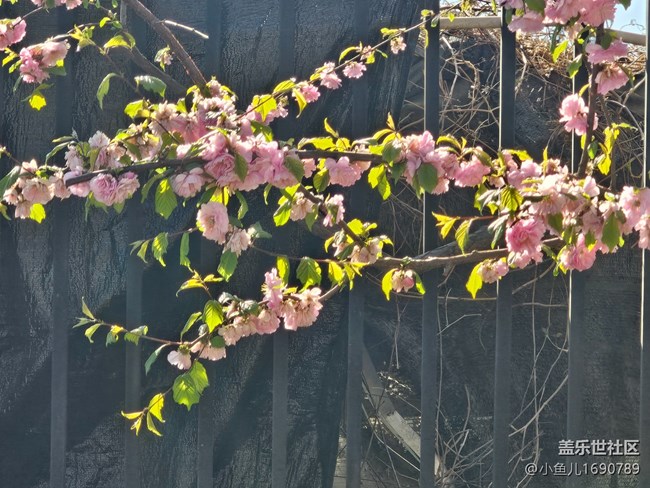 【拈花拾趣】落零