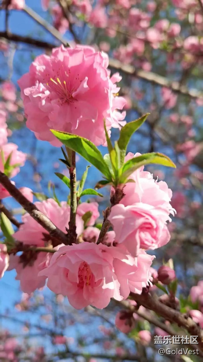【春天的故事】爛漫春花