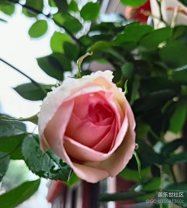 【春色撩人】四月花花