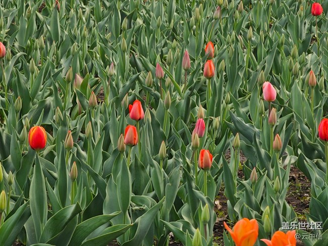 【拈花拾趣】含苞待放時(shí)