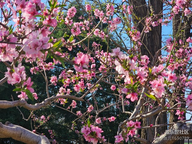 【拈花拾趣】桃香