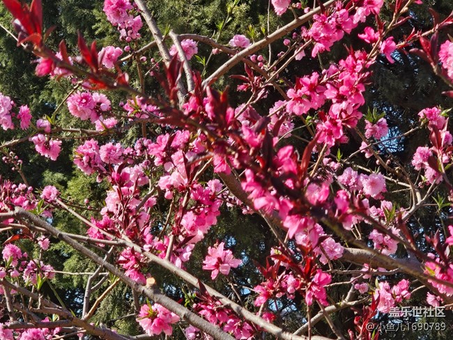 【拈花拾趣】粉紅