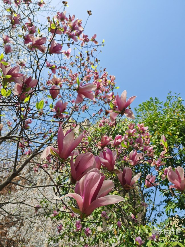 【四月春】走，賞花去！