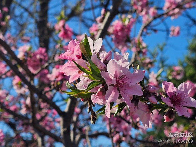 【拈花拾趣】桃香