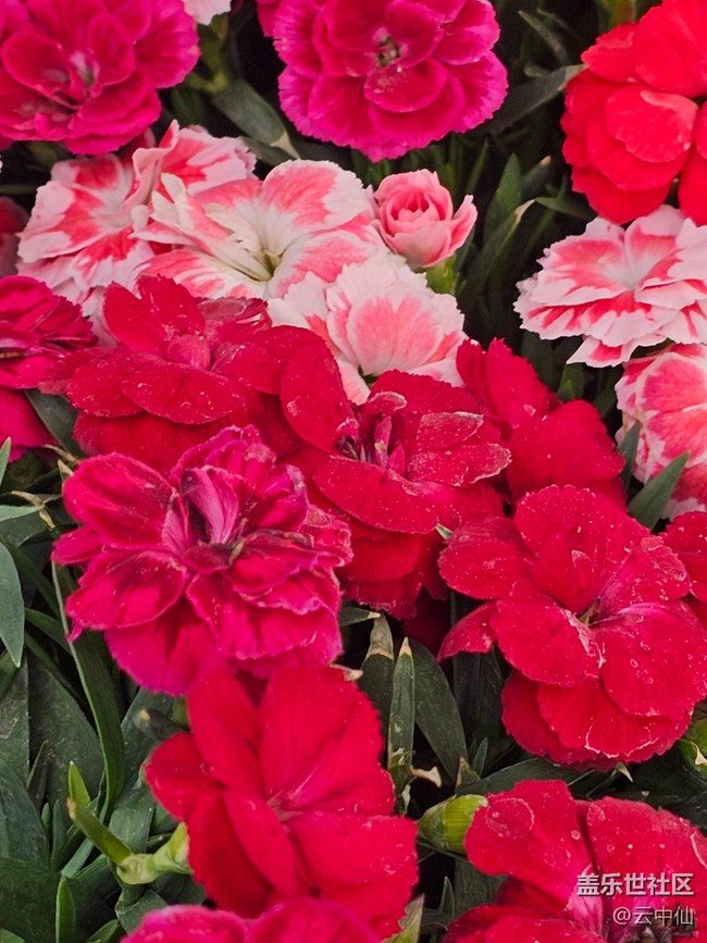 【拈花拾趣】艷紅