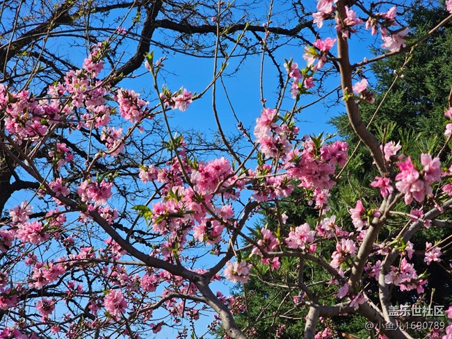 【拈花拾趣】街邊桃花