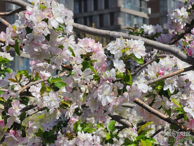 【拈花拾趣】粉白緊簇