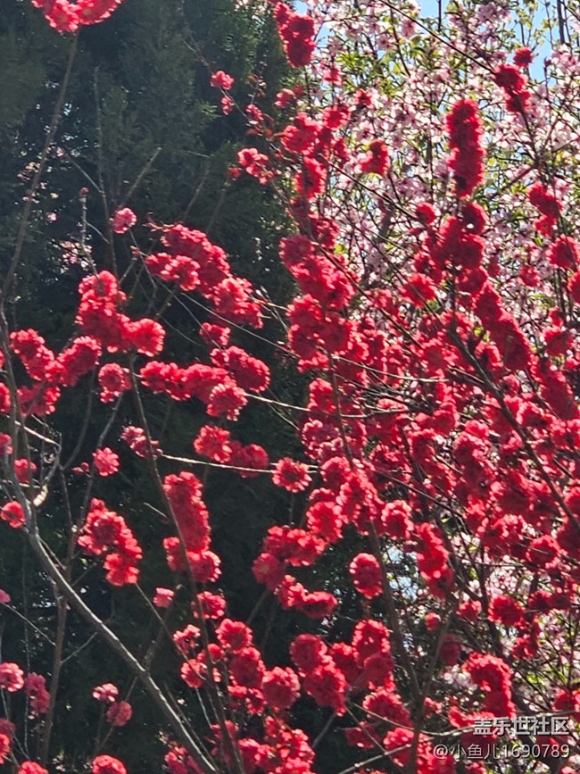 【拈花拾趣】記錄