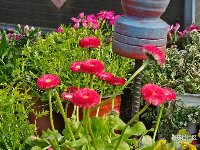 【拈花拾趣】春花