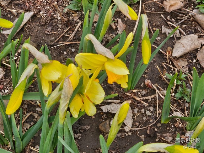 【拈花拾趣】含苞待放時(shí)