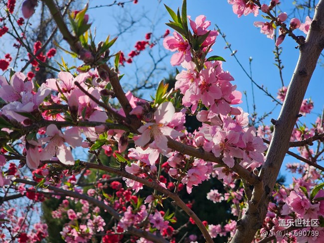 【拈花拾趣】桃香