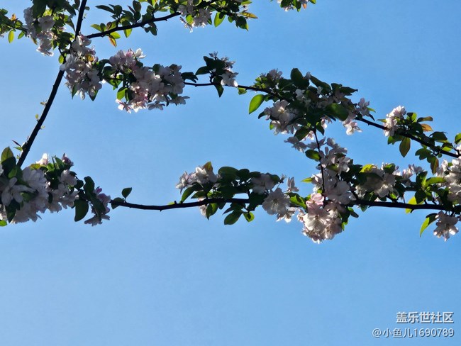 【拈花拾趣】白雪滿(mǎn)枝