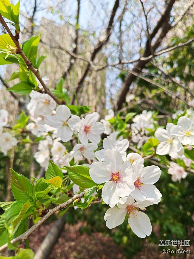 【四月春】走，賞花去！