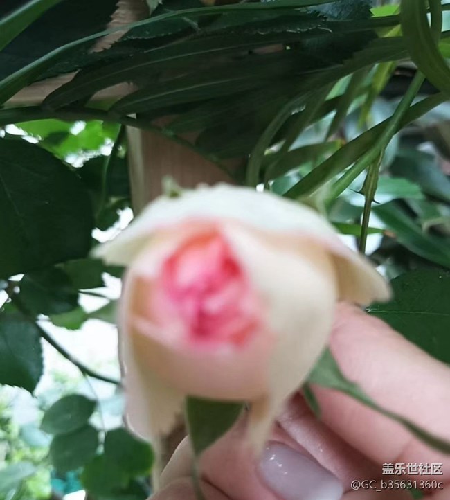 【春色撩人】四月花花