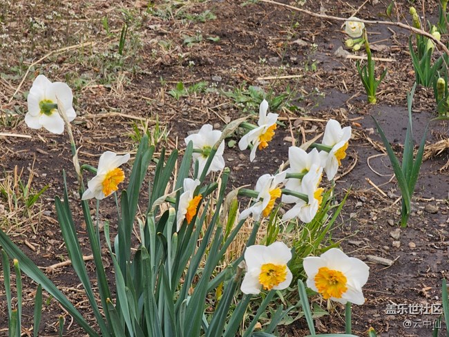 【拈花拾趣】含苞待放時(shí)