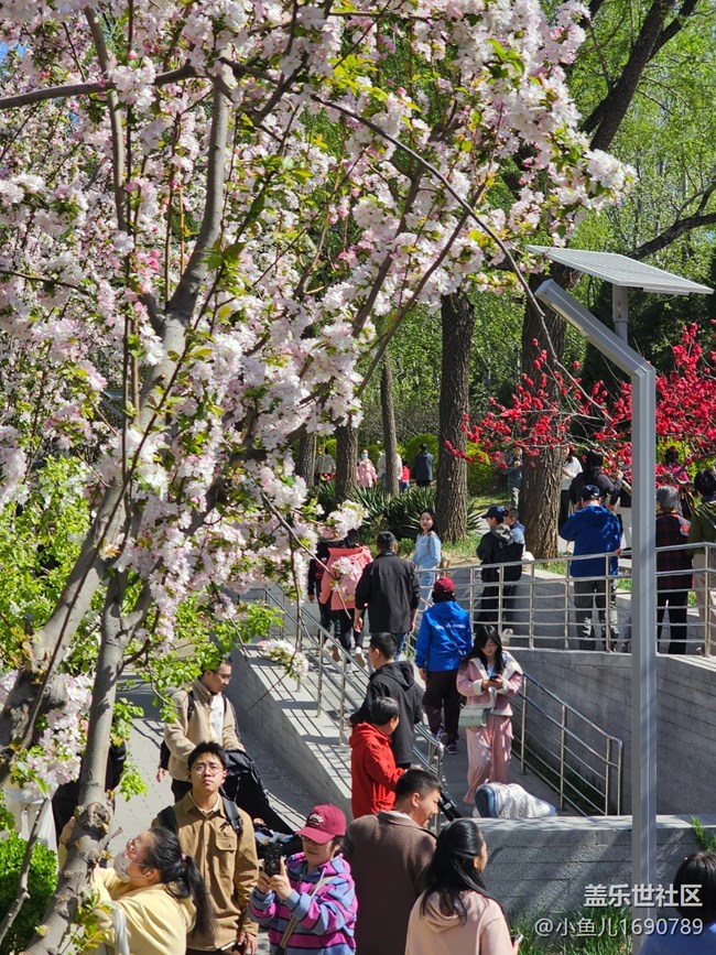 【拈花拾趣】游人如幟