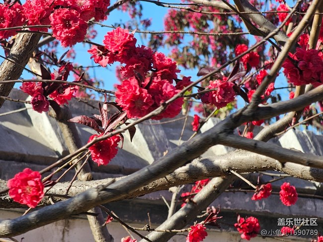 【拈花拾趣】紅艷艷