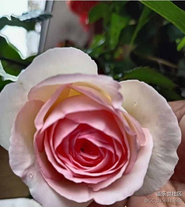 【春色撩人】四月花花