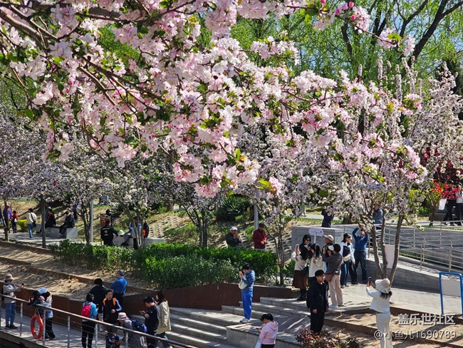 【拈花拾趣】賞花之人