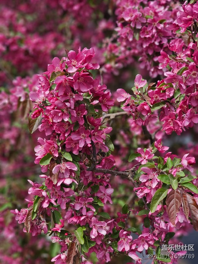 【拈花拾趣】顏色