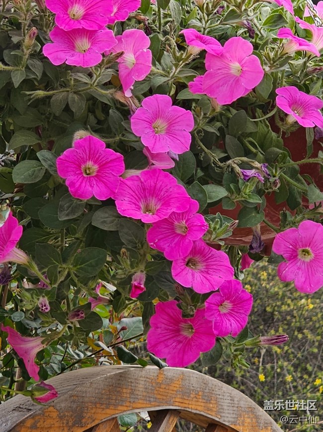 【拈花拾趣】獨美