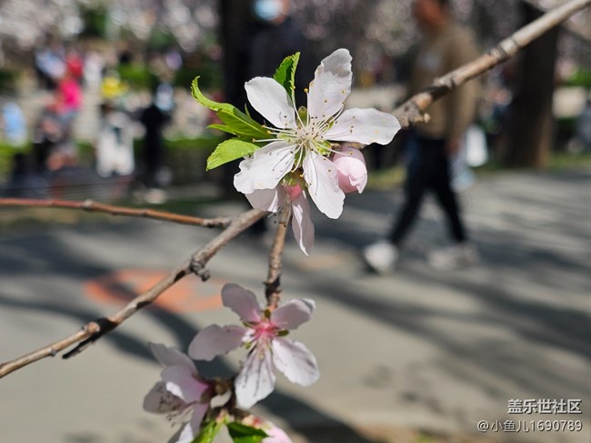 【拈花拾趣】細節(jié)