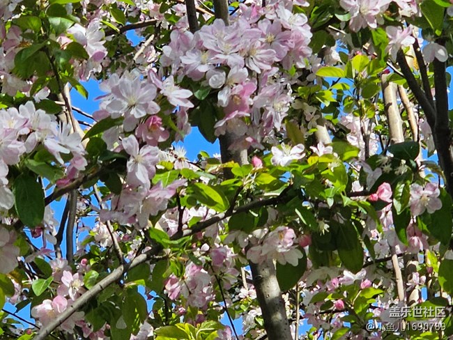 【拈花拾趣】粉白緊簇