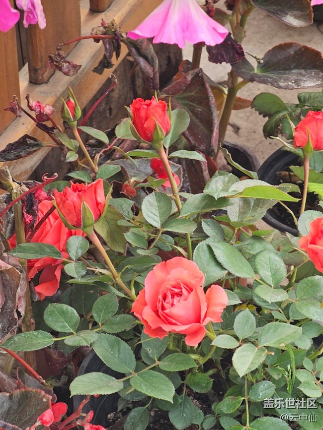 【拈花拾趣】獨美