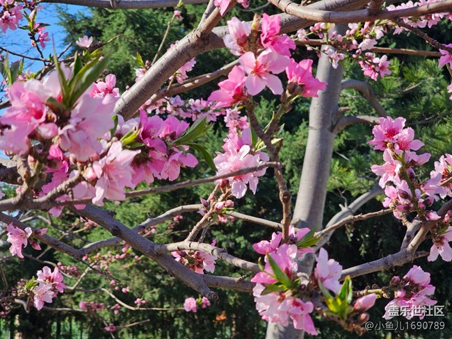 【拈花拾趣】粉紅