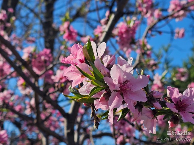 【拈花拾趣】桃香