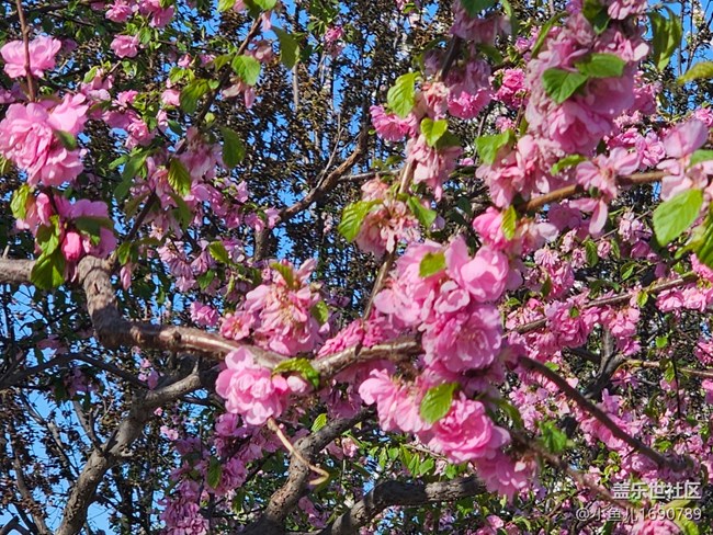 【拈花拾趣】粉紅