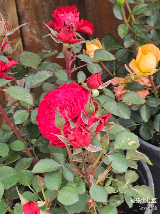 【拈花拾趣】獨美