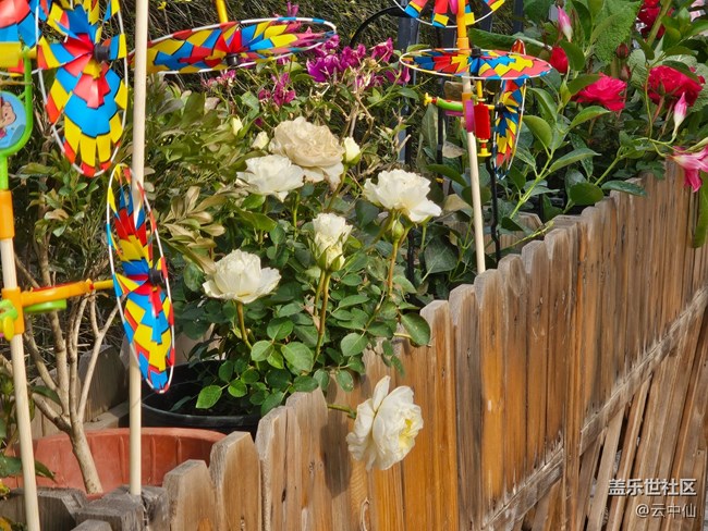 【拈花拾趣】春花