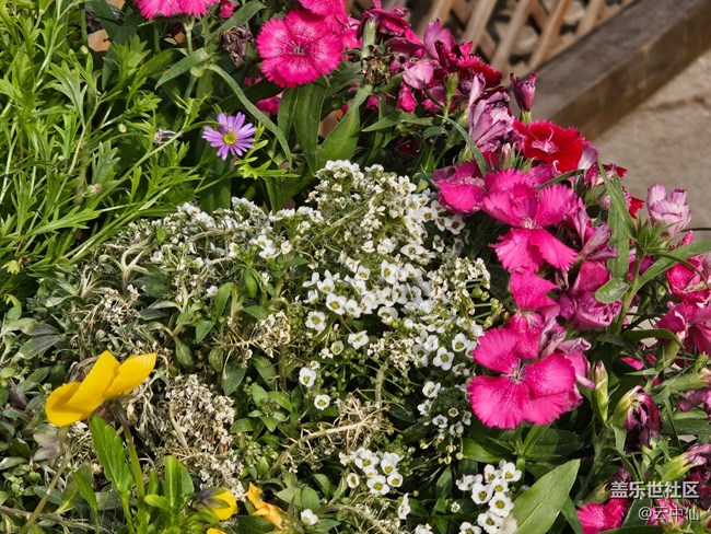 【拈花拾趣】春花